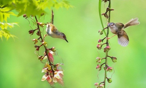 Những điềm lành cho thấy gia đình bạn sắp có chuyện vui tới