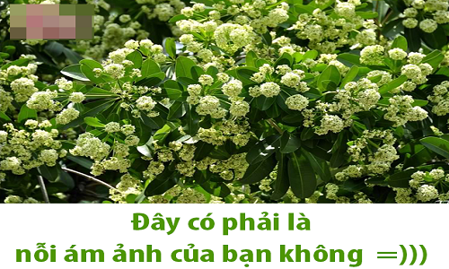 Dân mạng chế ảnh "kỳ thị" hoa sữa vì mùi quá nồng nặc