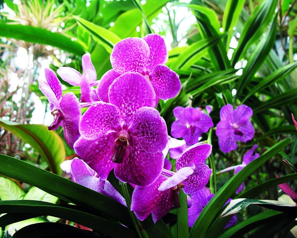 Với một tấm ảnh đẹp về hoa phong lan, bạn sẽ có cơ hội ngắm nhìn tuyệt tác của thiên nhiên. Làm nguồn cảm hứng cho bạn trong cuộc sống hàng ngày của mình.