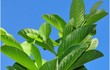Kinh ngạc lợi ích sức khỏe không ngờ của lá ổi