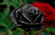 Đột nhập nơi duy nhất trên thế giới trồng hoa hồng đen tự nhiên 