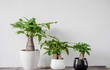 6 cây cảnh sinh tiền trồng trong sân, tài lộc nườm nượp kéo đến