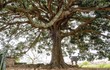 Chiêm ngưỡng cây trôi cổ thụ gần nghìn năm tuổi tại Hà Nội
