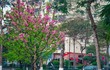 Ngắm hoa anh đào Nhật Bản bung nở ở Hà Nội