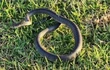 Phát hiện ổ của loài rắn độc thứ 2 thế giới ở sau nhà
