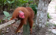 Loài khỉ "hói đầu" quý hiếm sống ở phía Tây rừng Amazon