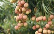 Vườn vải thiều trĩu quả hiếm hoi trong năm Bắc Giang mất mùa