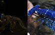 Điểm tên 3 loài động vật có màu xanh dương hiếm nhất hành tinh