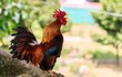 Top 5 con giáp càng hiếu thảo càng thành công, làm gì cũng phát 