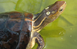 Những loài rùa quý hiếm tại Việt Nam báo động tuyệt chủng