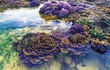 Hòn đảo đặc biệt ở Phú Yên: San hô "nở hoa" trên cạn
