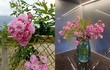 “Bóc giá” hoa dại mọc khắp bờ rào bỗng sốt “rần rần” chợ mạng 