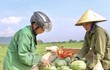 Nông dân phấn khởi thu hoạch dưa giữa trưa nắng chang chang 