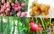 4 loại quả rè bèo ở Việt Nam sang nước ngoài thành “hàng hiếm” 