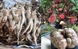 3 loại nấm đắt đỏ luôn “cháy hàng” tại Việt Nam