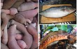 Nghe tên “ngượng đỏ mặt” nhưng 3 loại cá đặc sản luôn đắt khách