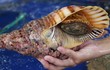 Tận mục loài ốc khổng lồ khiến dân Việt chi tiền triệu lùng mua