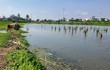 Ám ảnh chim trời bị trói chân, đứng làm mồi nhử đồng loại giữa cánh đồng