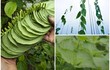 3 loại cây mỏi tay “đếm lá thu tiền” của nông dân Việt 