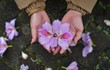 Thất vọng khi 'sống ảo' với hoa ban ở Hà Nội