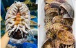 Từng đắt hơn tôm hùm, giá bọ biển giờ thế nào? 