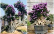 Chiêm ngưỡng loạt bằng lăng bonsai siêu đẹp mắt 