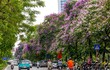 Mãn nhãn mùa hoa tháng 5 khoe sắc tại Hà Nội