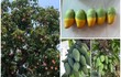 Những cây xoài độc nhất Việt Nam, gây sốt “rần rần” cõi mạng