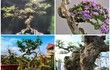 Top 10 bonsai dáng quái có 1-0-2 khiến đại gia mê mẩn 