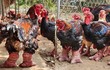 Tận mục giống gà đắt nhất Việt Nam: đi tất, nằm đèn hồng ngoại