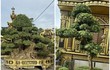Vườn bonsai “khủng” trong lâu đài 100 tỷ của đại gia xứ Nghệ 