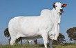 Con bò đắt nhất thế giới có gì mà giá hơn 100 tỷ? 
