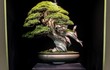 10 tác phẩm bonsai đắt nhất thế giới, có cây giá ngang biệt thự 
