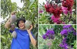 Xuýt xoa khu vườn ngập hoa thơm trái ngọt 10.000m2 của Mỹ Lệ 