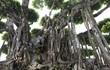 Siêu cây cảnh đắt nhất Việt Nam khiến đại gia choáng váng