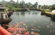 Hồ cá Koi 20 tỷ đẹp từng chi tiết của đại gia Thái Nguyên