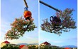 Chiêm ngưỡng dàn bonsai mọc ngược độc nhất vô nhị tại Việt Nam