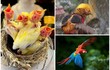 Những loại chim quý khiến đại gia Việt bạo tay vung tiền sở hữu
