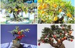 10 cây ăn quả lên chậu thành bonsai “đẹp say lòng” 