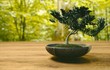 10 sự thật ngạc nhiên ít người biết về bonsai 