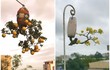 Đã mắt ngắm dàn bonsai mọc ngược có 1-0-2 tại Việt Nam