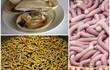 3 đặc sản ví như “thần dược phái mạnh” tiền triệu vẫn hút khách