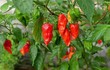 Ớt mọc bờ rào “hóa” đặc sản 300.000 đồng/kg không đủ bán