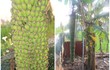 Thích mắt ngắm cây chuối “đẻ” buồng trăm nải gây xôn xao 
