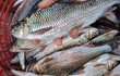 Loài cá trên núi cao, nửa triệu đồng/kg vẫn “cháy hàng“