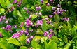 Mê đắm mùa hoa thàn mát tím trên bán đảo Sơn Trà