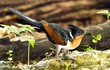 Loài chim kỳ lạ ở Việt Nam, nghe tên là thấy "khát nước"