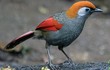Sửng sốt vẻ lộng lẫy của các loài chim khướu đẹp nhất Việt Nam