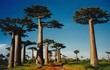 Những điều khó tin về cây bao báp huyền thoại châu Phi