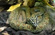 Top 20 loài rắn ấn tượng nhất Việt Nam (2)